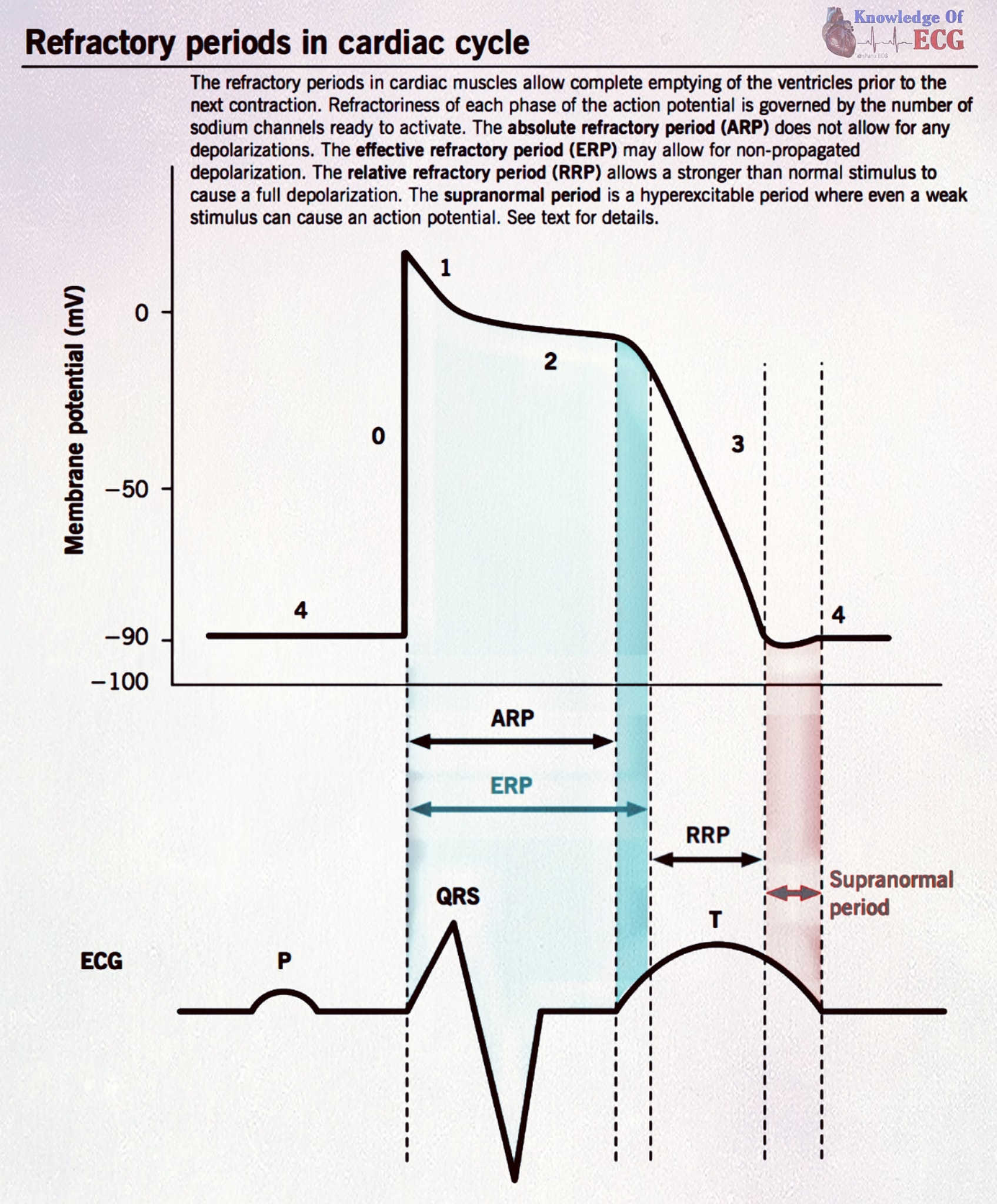 Treatment of Afib Part ️: Rhythm Control – CARDS RX (explained)
